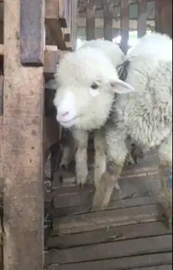 sepasang anakan cempe domba merino 3 bulanan 1 jantan 1 betina rawatan
