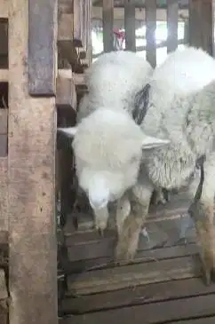 sepasang anakan cempe domba merino 3 bulanan 1 jantan 1 betina rawatan