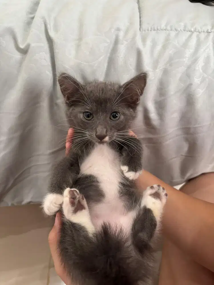 Kitten 2,5bulan