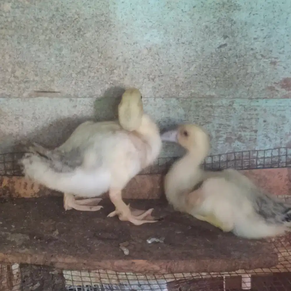 Anak jali2 sepasang