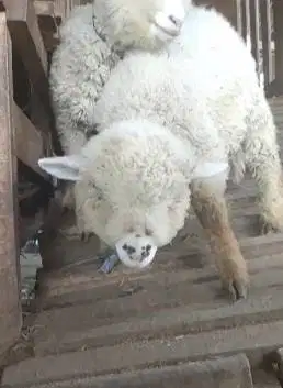 sepasang anakan bibit domba merino 3 bulanan 1 jantan 1 betina rawatan