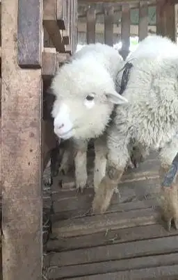 sepasang anakan bibit domba merino 3 bulanan 1 jantan 1 betina rawatan