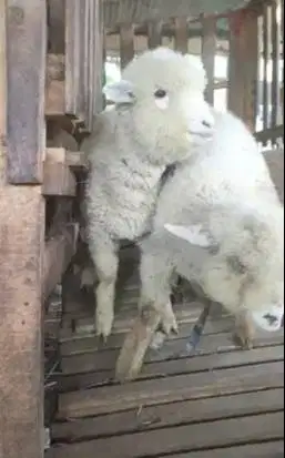 sepasang anakan bibit domba merino 3 bulanan 1 jantan 1 betina rawatan
