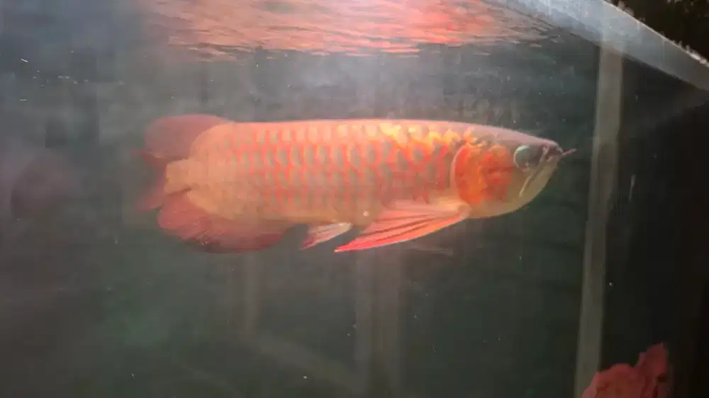 Arwana Arowana Super Red ITL