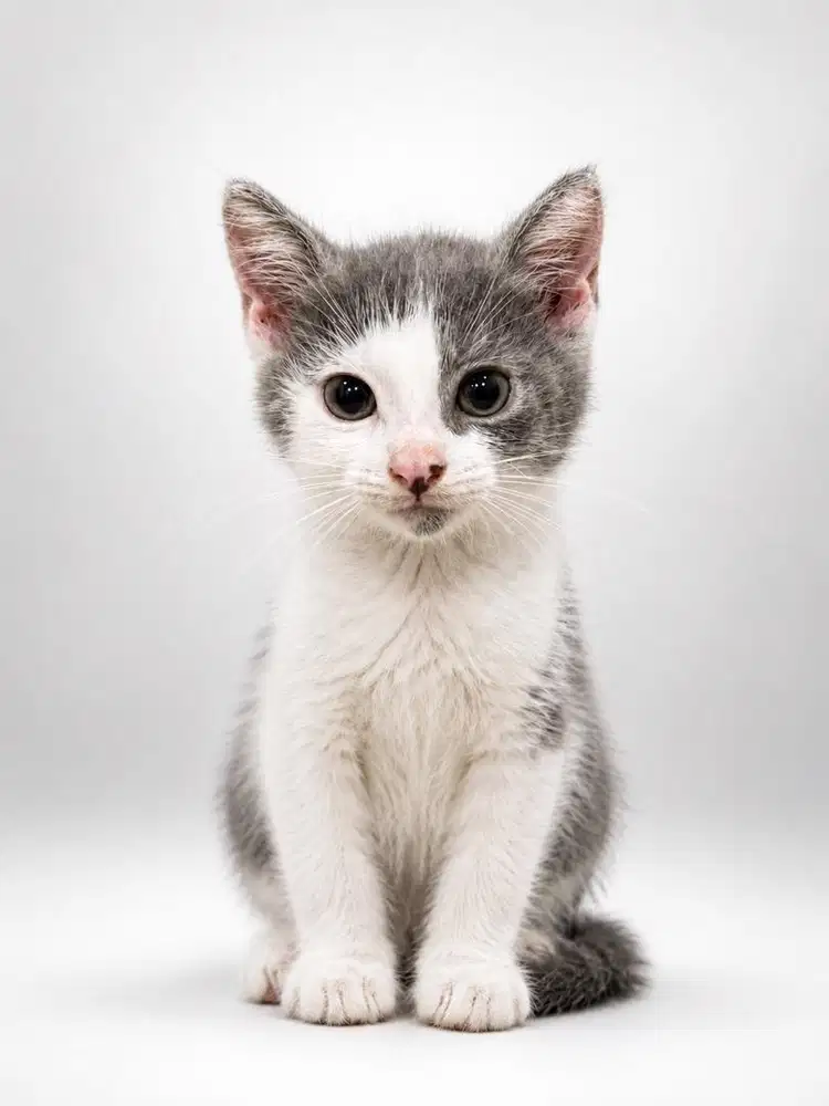 Kitten 2,5bulan