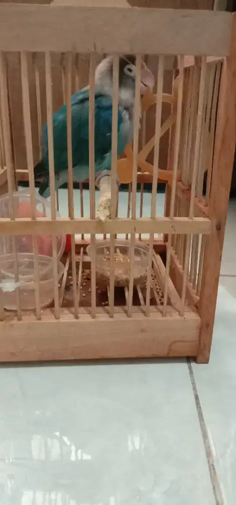 Jual Burung love bird biru