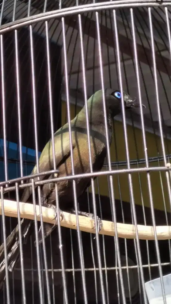 Burung Murai Papua