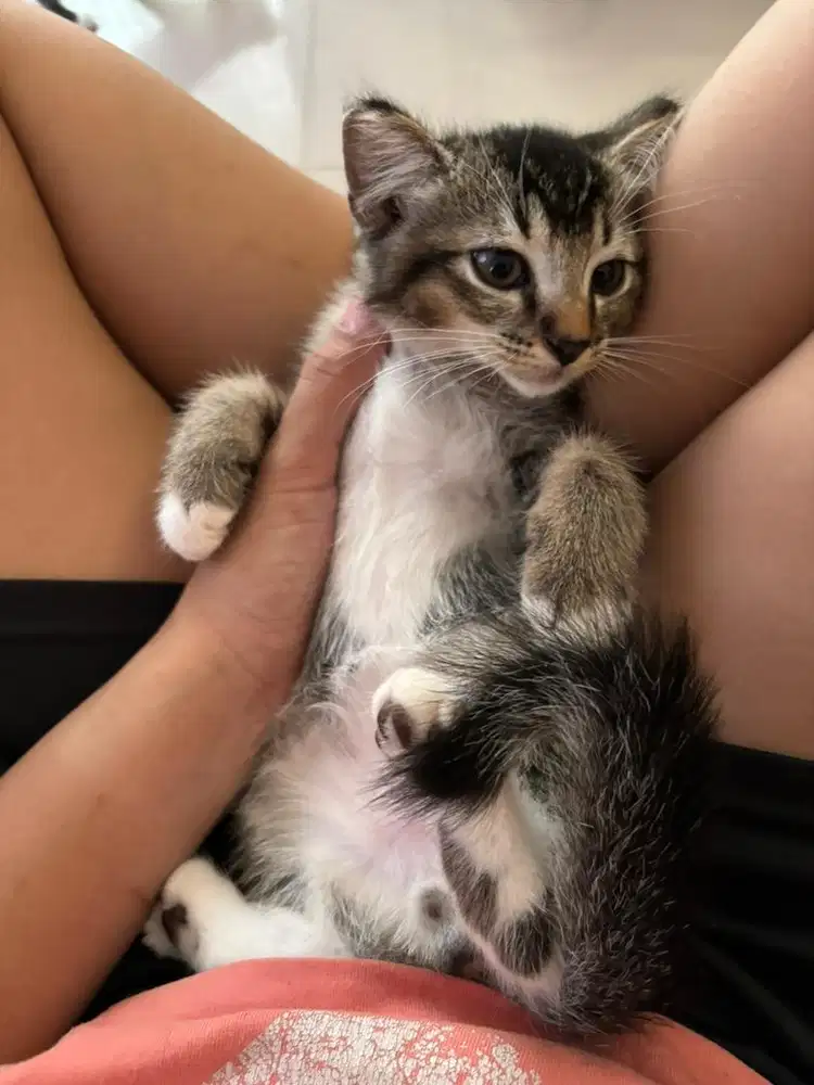 Kitten Jantan 2,5 bulan