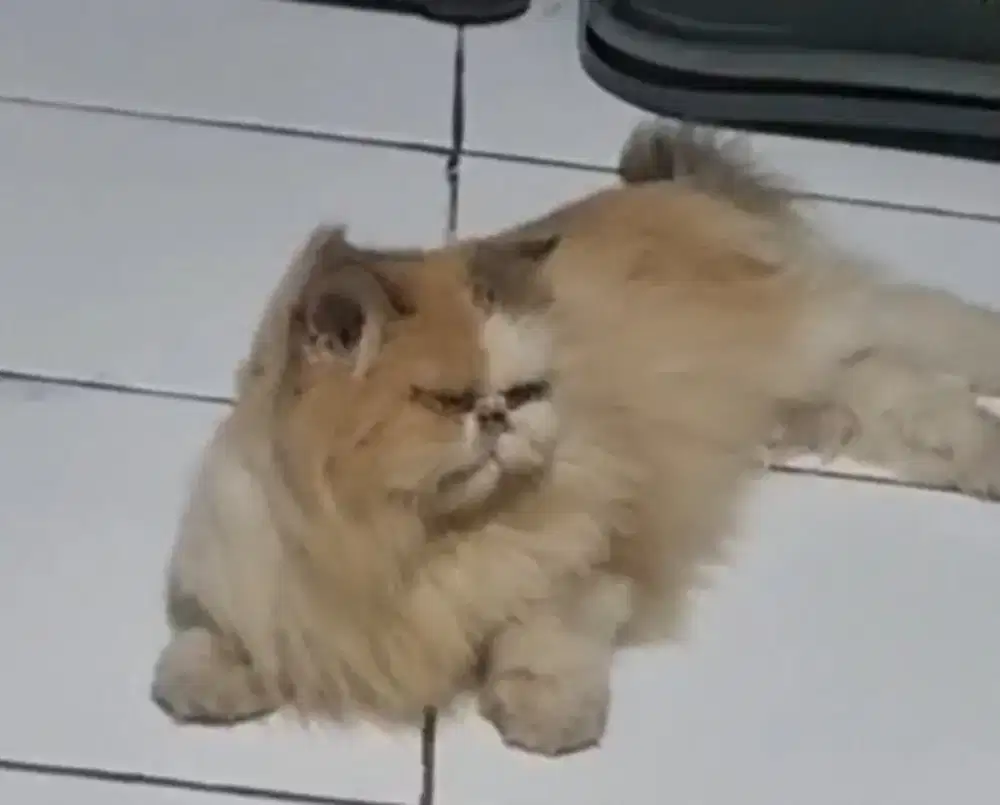 Kucing peaknose sehat