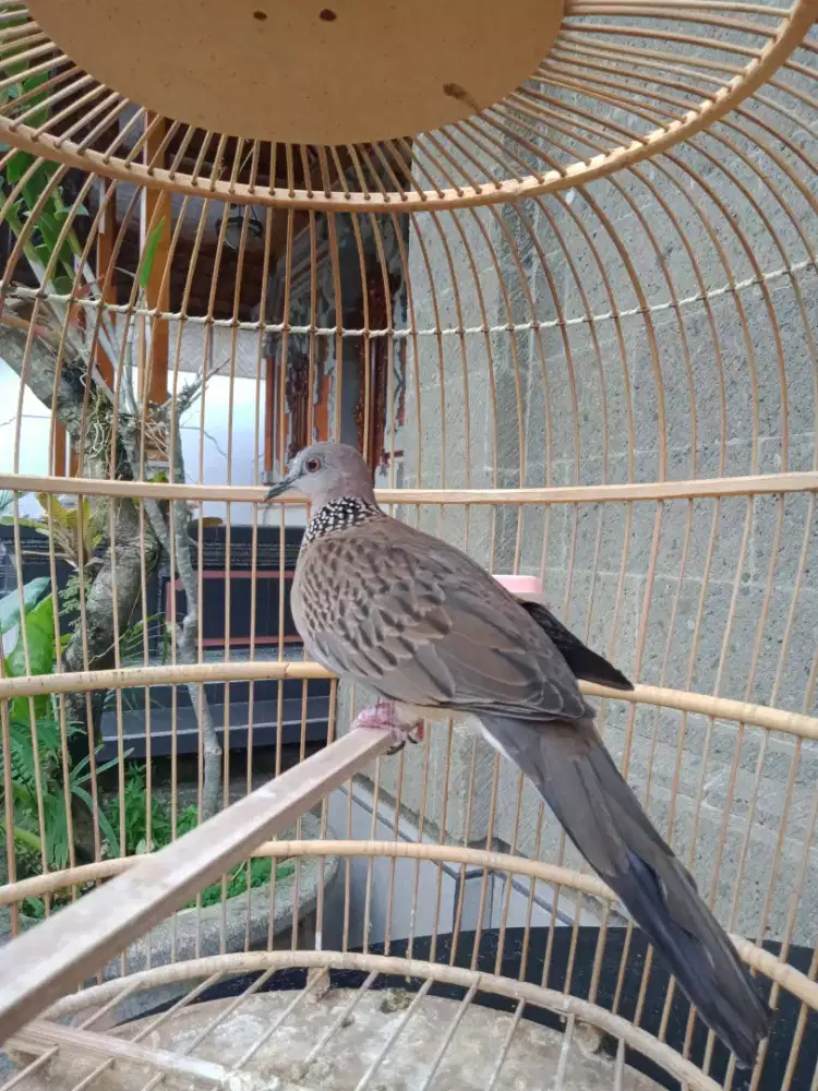 Jual burung terkukur dg sangkar