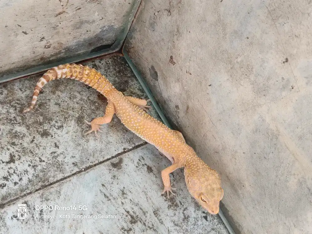 GECKO BUAT YANG MINAT
