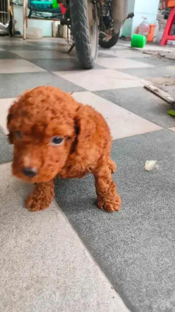 Anjing poodle ras murni