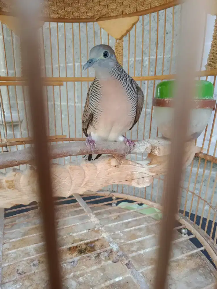 Jual burung perkutut gacor dg sangkar