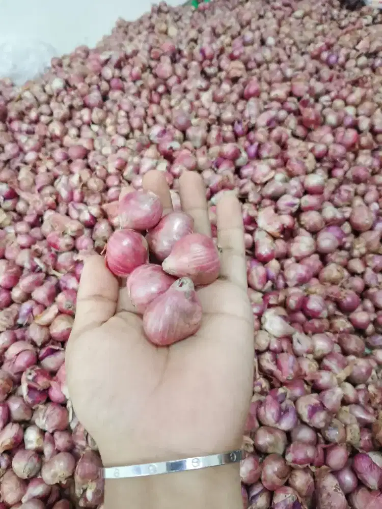 bawang merah gede murah perkilo