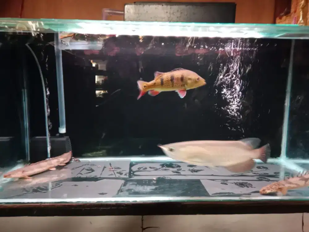 ikan arwana pino, peacock bass dan sepasang palmas