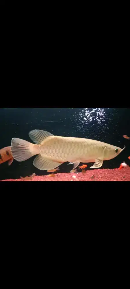 ikan arwana pino
