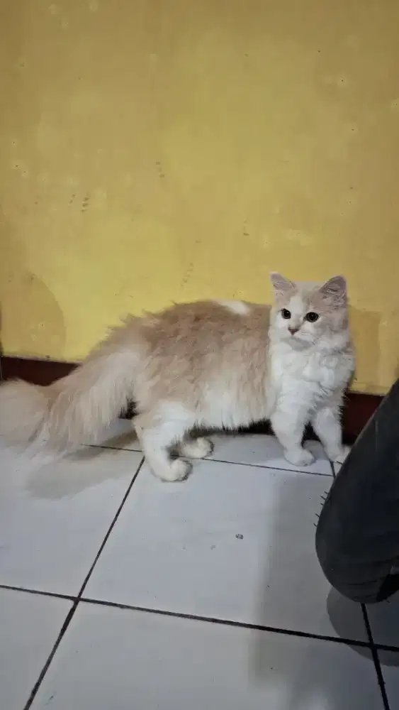 Betina 6 bln gembul