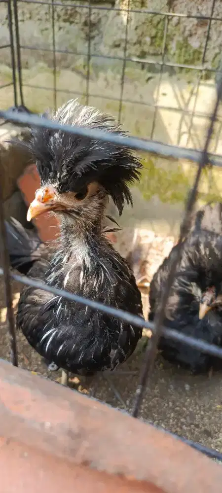 Ayam poland/ayam hias berjambul