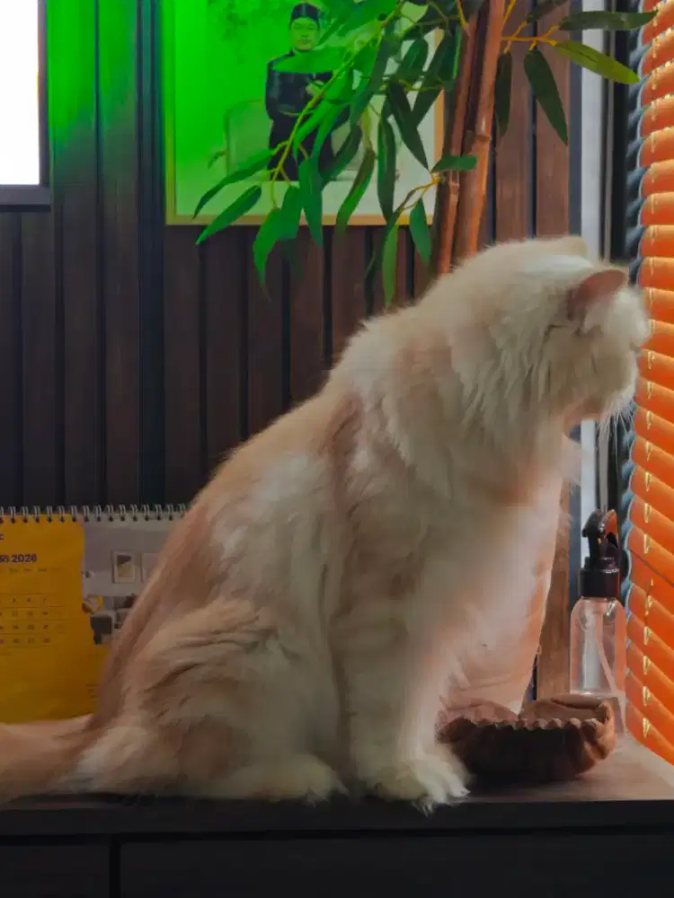 Persian Cat 4 Tahun