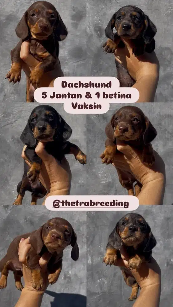 Anjing dachshund / tekel / sosis