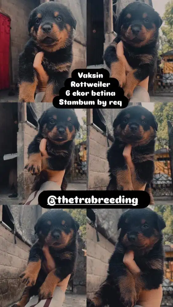 Puppy rottweiler