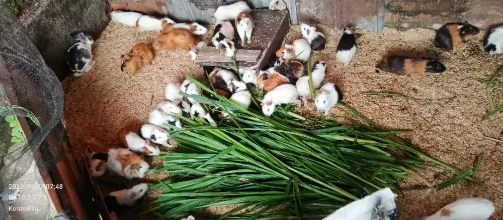 Marmut dan kelinci