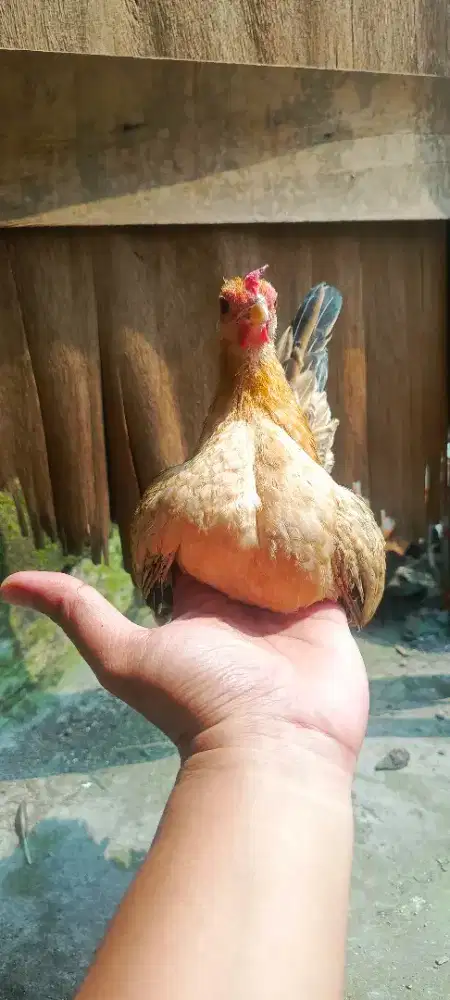 Ayam super mini/ayam serama