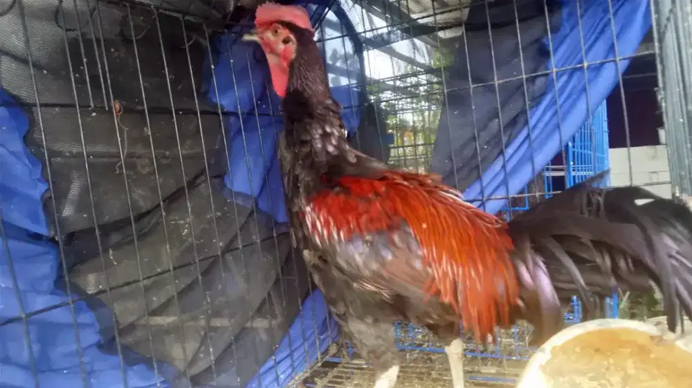 Ayam bekisar merah