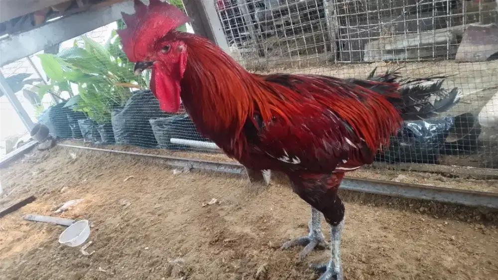 Ayam pelung jumbo ori