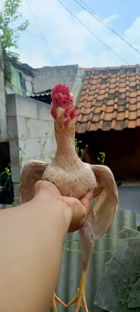 Ayam hias ko shamo