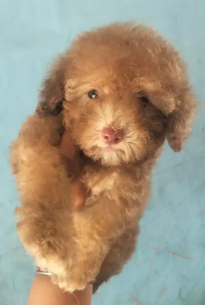 puppies poodle jantan