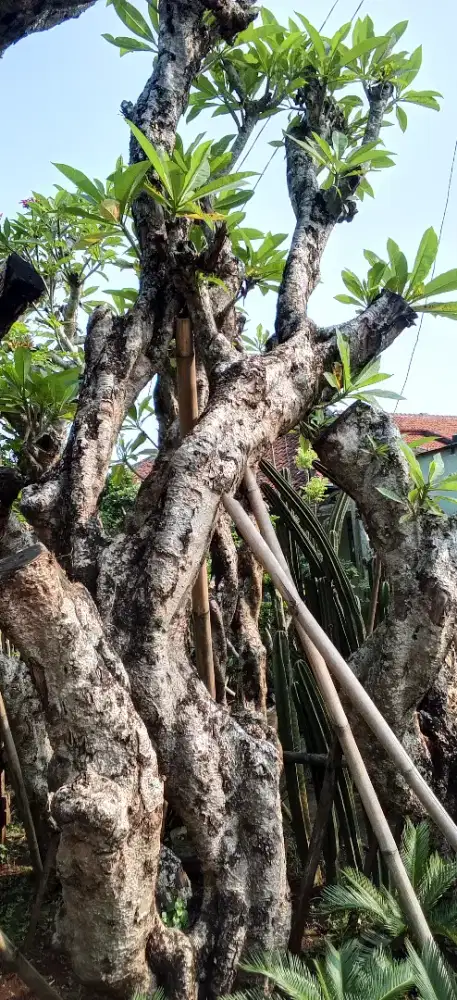 jual Kamboja posil berkarakter
