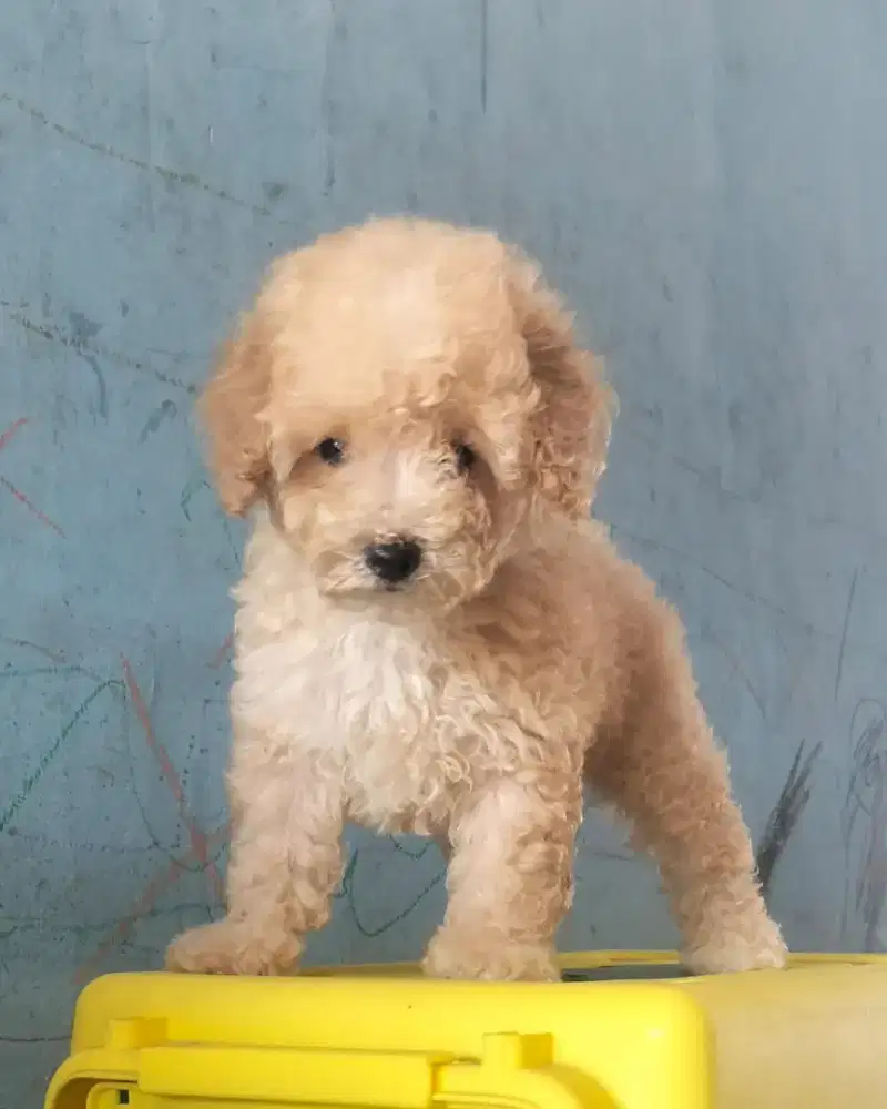 puppies poodle betina
