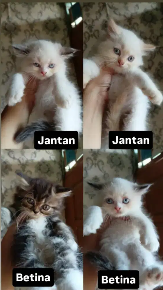 Kucing persia Himalaya
