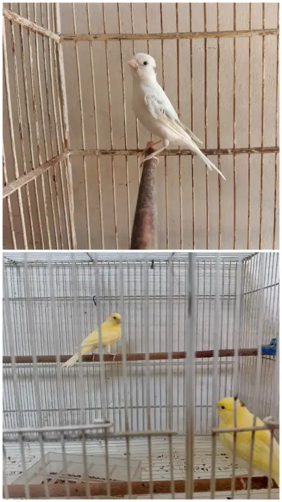 Burung faud kenari