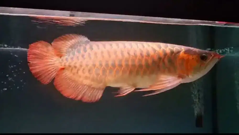 Arowana Super Red Size 55cm