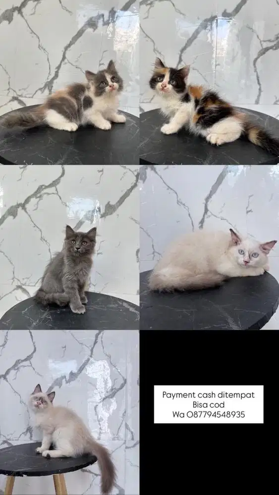Kucing ragdoll dan persian