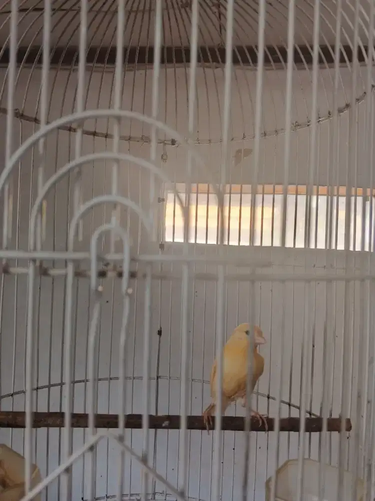 Burung faud kenari
