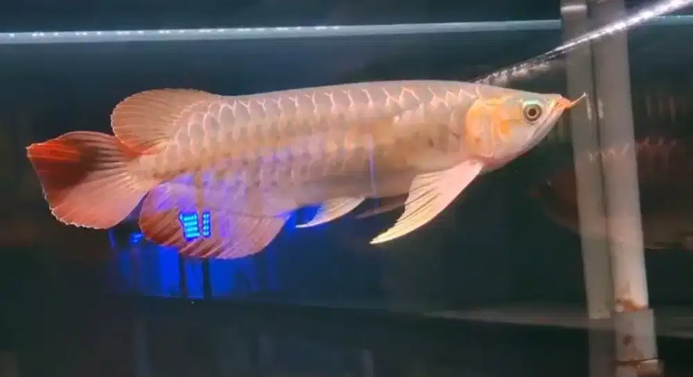 Arowana Super Red Size 37cm