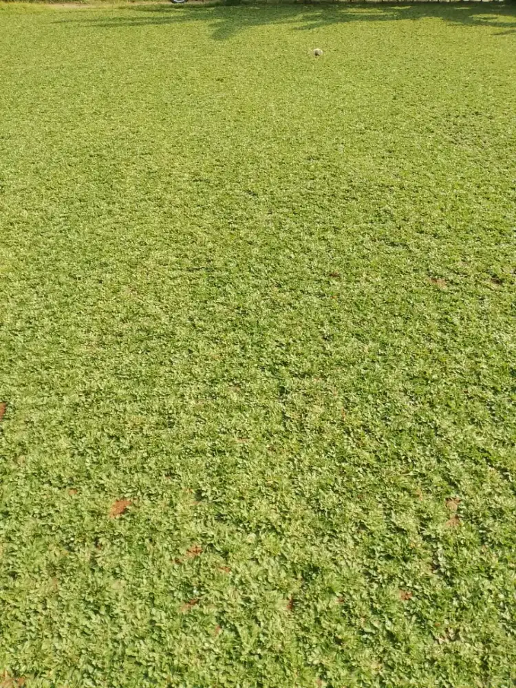 Rumput Gajah mini