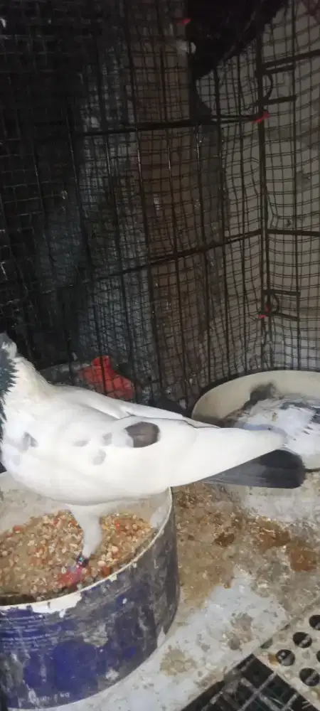 Songkop sepasang bawa anak 1