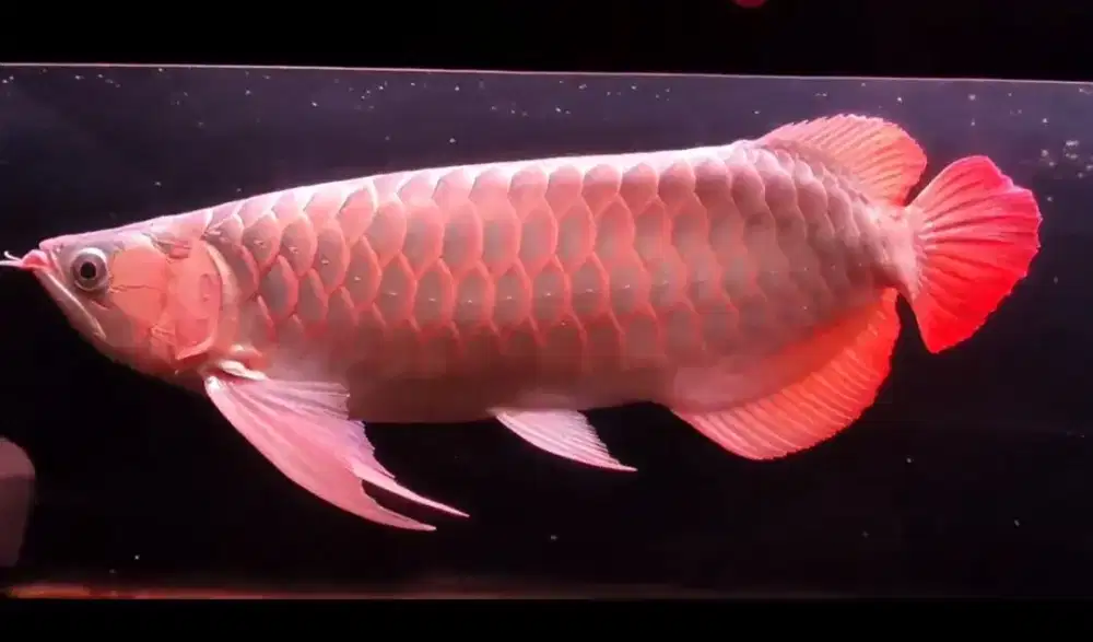 Arowana Super Red Size 50cm