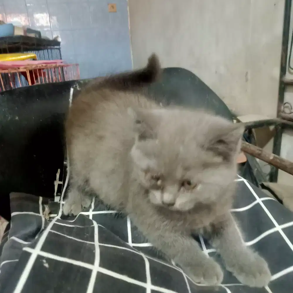 jual kucing BSH