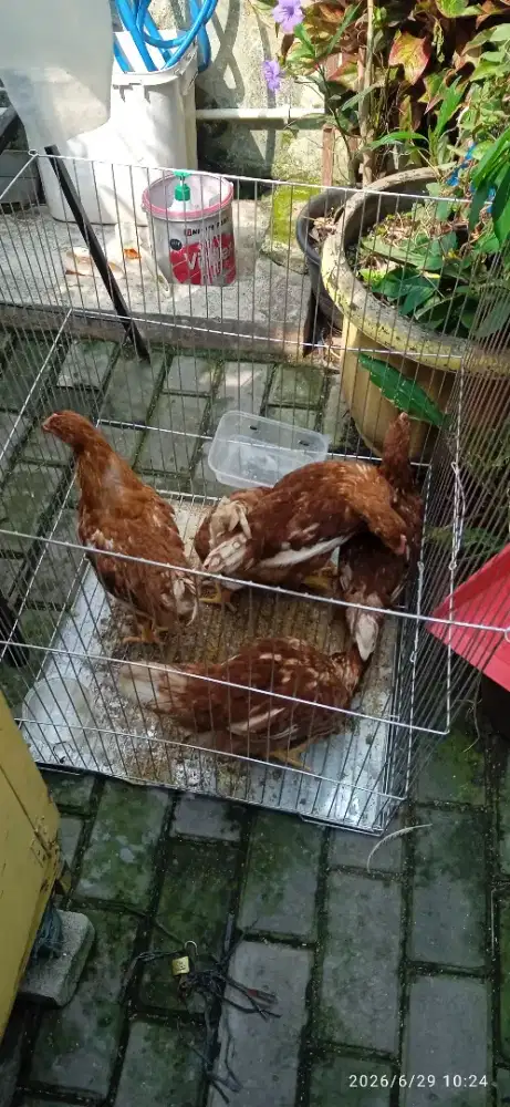 Ayam Petelur 5 ekor usia hampir 4 bulan