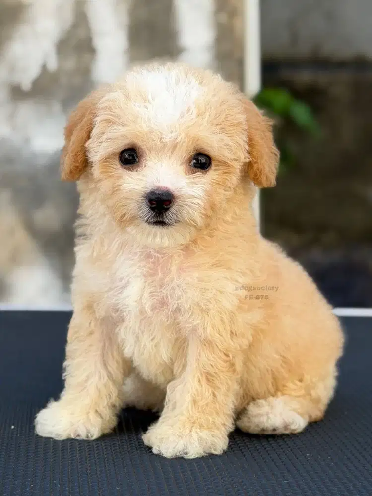 Poodle Mini Fluffy dan Lucu