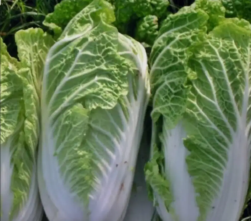 Penjaga lapak sayur