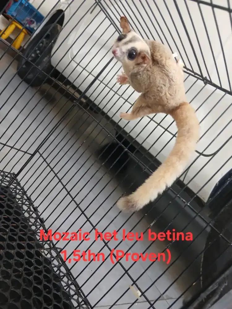 Sugar glider mozaic indukan betina