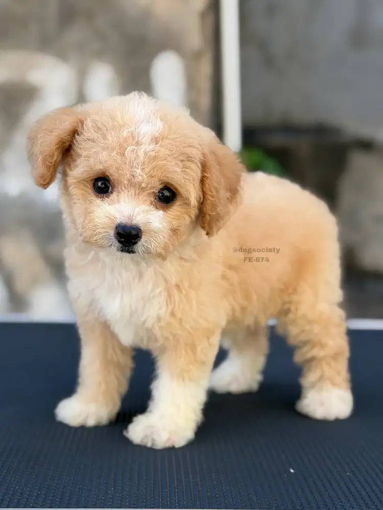 Poodle Puppy Super Imut