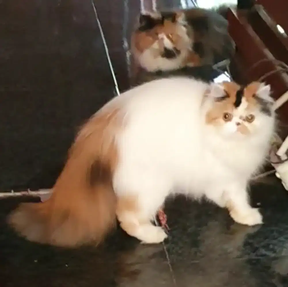 Kucing Betina Persia Peaknose NS 10 bulan Calico Van