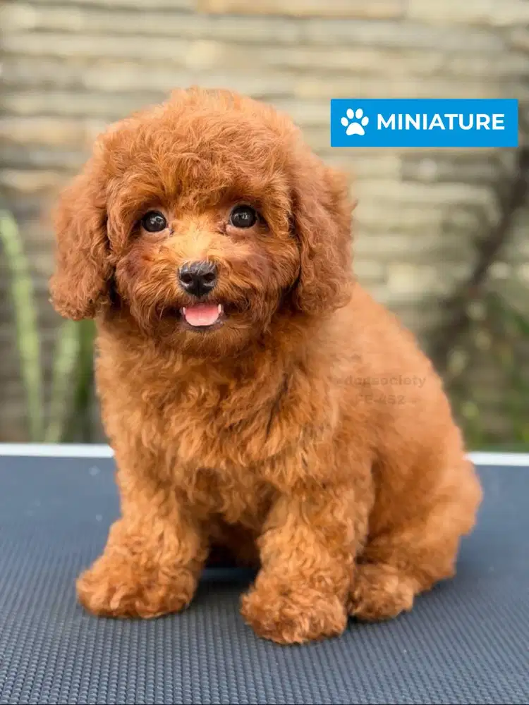 Miniature Poodle Puppy Super Imut